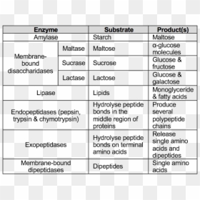 Picture - Protein Digestion A Level Biology, HD Png Download - small intestine png