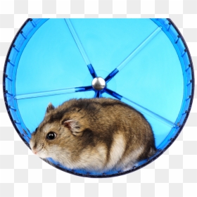 Running Hamster - Hamster, HD Png Download - hamster wheel png