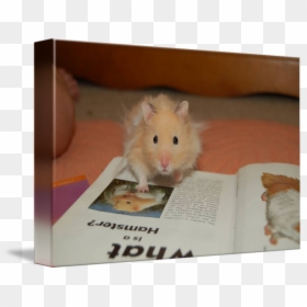 Clip Art By Blakestiles - Mouse, HD Png Download - hamster wheel png