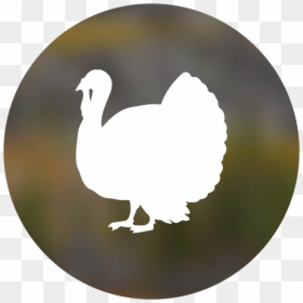Transparent Dodo Bird Png - Frozen Turkey Clipart Png, Png Download - dodo bird png