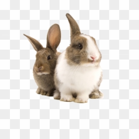 Bunnies Png -transparent Bunny Rabbit Png, Png Download - Transparent Bunny Rabbit Png, Png Download - bunny rabbit png