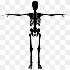 Human Skeleton Bone Silhouette - Skeleton Silhouette Png, Transparent Png - human skeleton png