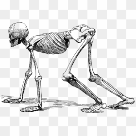 Line Art,human Body,skeleton - Human Skeleton Crawling, HD Png Download - human skeleton png