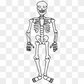 Colouring Pages Of Skeleton, HD Png Download - human skeleton png