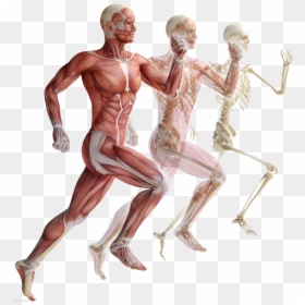 Transparent Muscular System Clipart - Anatomy Exercise Physiology, HD Png Download - human skeleton png