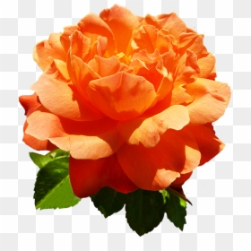 Head Of Orange Rose Flower - Orange Rose Flowers Png, Transparent Png - rose png image