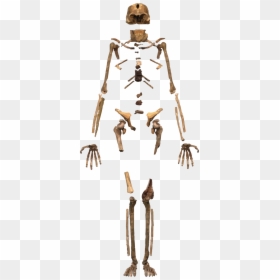 Homo Naledi Skeleton, HD Png Download - human skeleton png