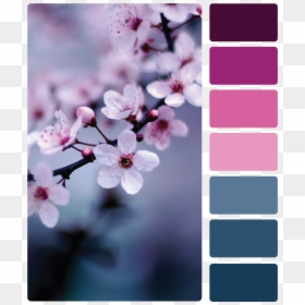 Cherry Blossom Purple, HD Png Download - sakura branch png