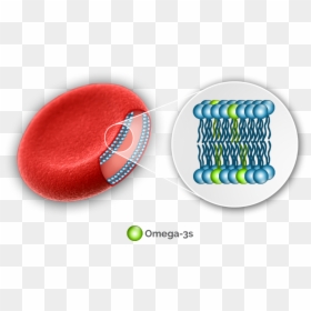 Omega 3 Red Blood Cells, HD Png Download - red blood cells png
