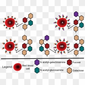 Abo Blood Group Glycosylation, HD Png Download - red blood cells png