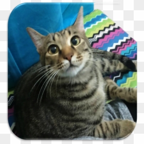 Tabby Cat , Png Download - Dragon Li, Transparent Png - cat png image