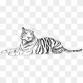 Cat , Png Download - Bengal Tiger, Transparent Png - cat png image
