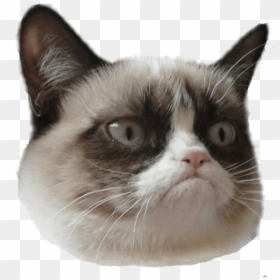 Grumpy Cat Head Right - Grumpy Cat Head Transparent, HD Png Download - cat png image