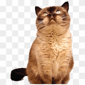 Cat Yawns, HD Png Download - cat png image
