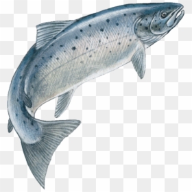 Transparent Fish Skeleton Png - Jumping Fish Png, Png Download - rainbow trout png