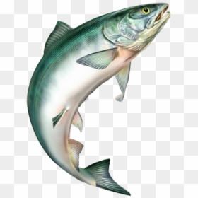 Salmon Jumping, HD Png Download - rainbow trout png