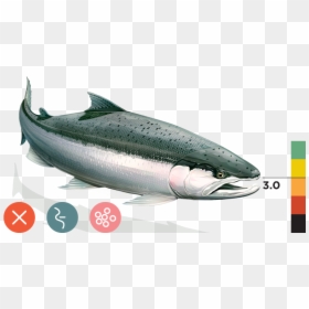 Transparent Rainbow Trout Png - South Central California Coast Steelhead, Png Download - rainbow trout png