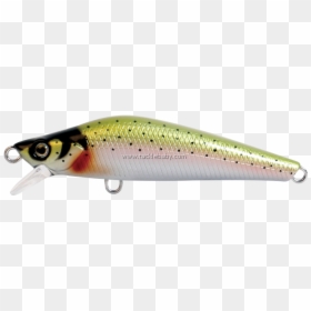 Trout, HD Png Download - rainbow trout png