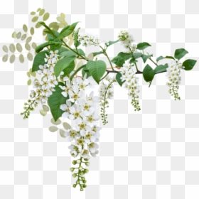 ✿ Fleurs Blanches Png, Tube ✿ Wedding, White Flowers - Green And White Flowers Png, Transparent Png - adriana lima png
