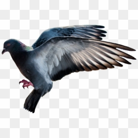 Transparent Doves Flying Png - Stock Dove, Png Download - dove flying png