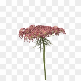 Daucus Carota Holex Flower - Artificial Flower, HD Png Download - falling flowers png