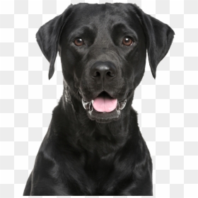 Labrador Retriever Png - Black Labrador Retriever Png, Transparent Png - white dog png