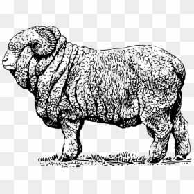 Transparent Sheep Clipart Png - Merino Wool Sheep Illustration, Png Download - sheep clipart png
