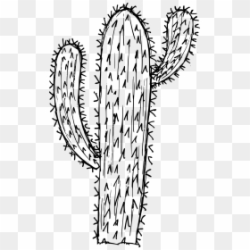 6 Cactus Drawing 1 - Calligraphy, HD Png Download - line png transparent