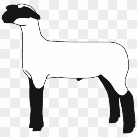 Lamb Clipart Club Lamb - Club Lamb Clipart, HD Png Download - sheep clipart png