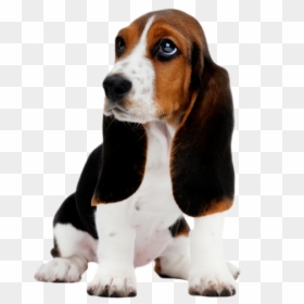 Basset Hound Puppy Clip Art - Basset Hound Png, Transparent Png - basset hound png