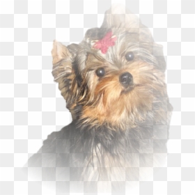 Basset Hound Png, Transparent Png - basset hound png