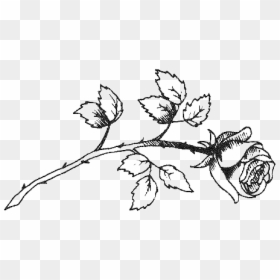 Drawing Sketch Clip Art Image - Flower Drawing Tumblr Black And White, HD Png Download - plant png tumblr