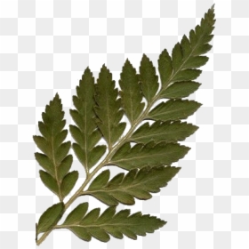 #leaf #tumblr #polyvore #stickers #png #aesthetic #freetoedit - Transparent Moodboard Filler Png, Png Download - plant png tumblr