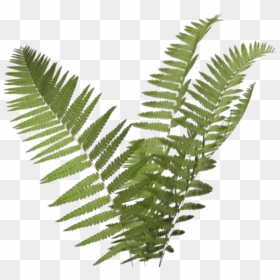 Overlay, Png, And Tumblr Image - Transparent Background Fern Png, Png Download - plant png tumblr