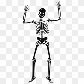 Transparent Skeletal System Png - Halloween Skeleton Png, Png Download - skeletal system png