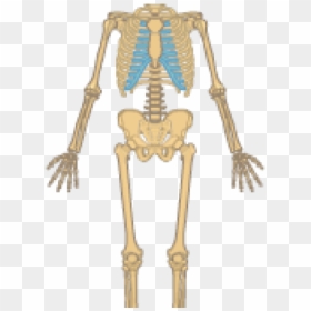 Skeletal System Clipart - Sceletal System, HD Png Download - skeletal system png