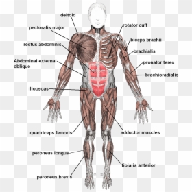 Transparent Muscles Clipart - Skeletal System Muscles, HD Png Download - skeletal system png