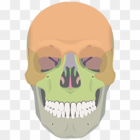 Anterior View Of Skull Not Labeled, HD Png Download - skeletal system png