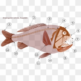Fangtooth Fish Labelled Diagram, HD Png Download - skeletal system png