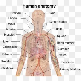 Man Shadow Anatomy - Inside Body Part Name, HD Png Download - skeletal system png