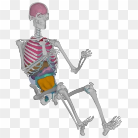 Skeletal System Png, Transparent Png - skeletal system png