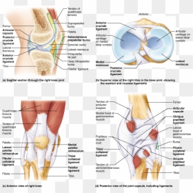 Labeled Cow Knee Joint, HD Png Download - skeletal system png