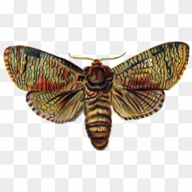 Moth Png Transparent Image - Moth Png, Png Download - butterfly transparent png