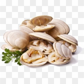 Clams Png File - Clams Png, Transparent Png - clams png
