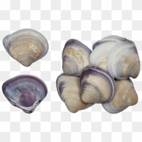 Baby Purple Clam - Shell, HD Png Download - clams png