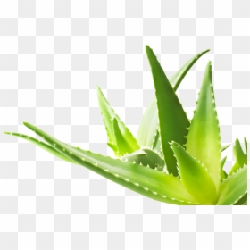 Aloe Vera Hd Png, Transparent Png - clams png