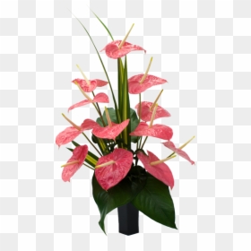 Anthurium Andraeanum Flowers Transparent, HD Png Download - hawaii flower png