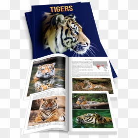 Transparent Tiger Scratch Png - Siberian Tiger, Png Download - tiger scratch png