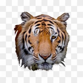 Transparent Tiger Scratch Png - Transparent Tiger Face Png, Png Download - tiger scratch png