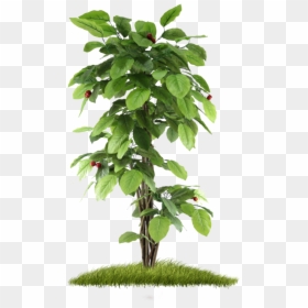 Thumb Image - Small Tree Png Hd, Transparent Png - small plant png